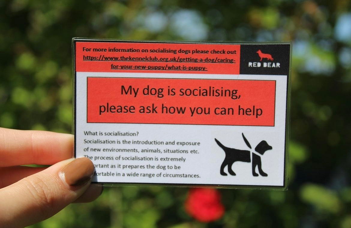 My dog/puppy is socialising communication card