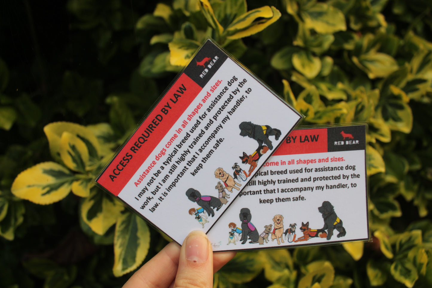 Assistance dogs come in all shapes and sizes communication card